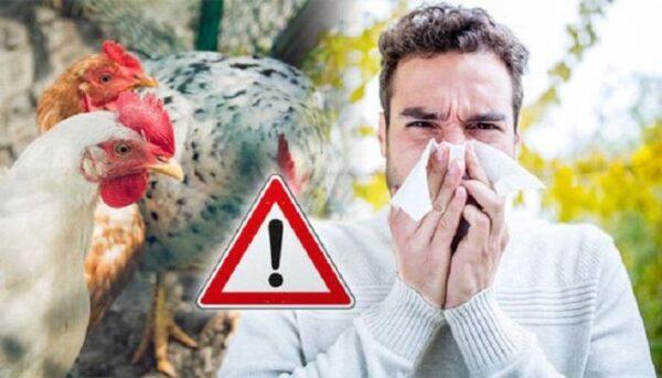 إنفلونزا الطيور 