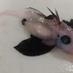 123276797 6eeb79ef 8411 4dbc af93 3783e7fef852 gB8QCN