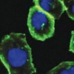 جائزة نوبل: ثلاثة باحثين في مجال الجزيئات الصغيرة يفوزون بالجائزة