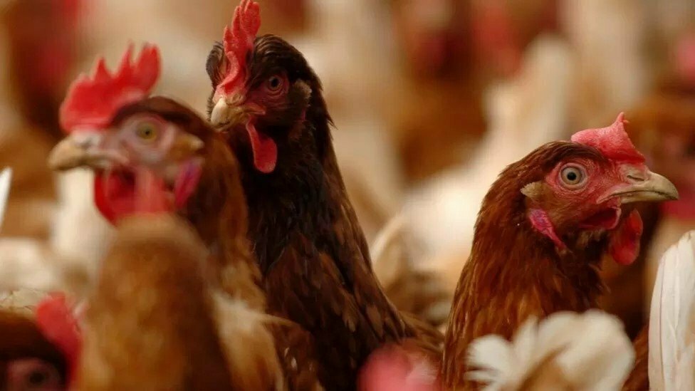 إنفلونزا الطيور: إعدام 48 مليون طائر في المملكة المتحدة والاتحاد الأوروبي بسبب تفشي الفيروس