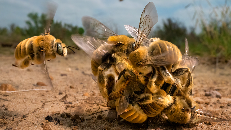 صورة "النحل المجنون" تحصد الجائزة الكبرى في مسابقة الحياة البرية لهذا العام