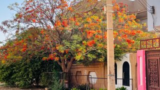 اشتباكات السودان: سوداني يرفض النزوح للاعتناء بحيوانات وأشجار حيه