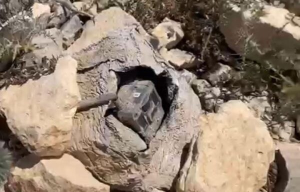 الجيش اللبناني