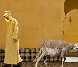 بودكاست: ما أسباب منع المغاربة من ذبح الأضاحي هذه السنة؟