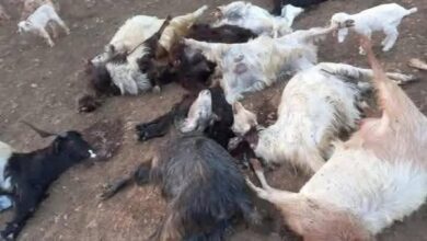 نفوق غامض للماعز في عكار ووزارة الزراعة تتحرك فوراً للتحقيق والكشف الميداني