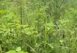 Video: Cambodia Shoots Down Thai F-16 Fighter Jet with Surface-to-Air Missile