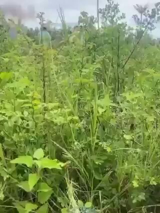 Video: Cambodia Shoots Down Thai F-16 Fighter Jet with Surface-to-Air Missile