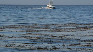 Three Killed in Monterey Plane Crash off California Coast