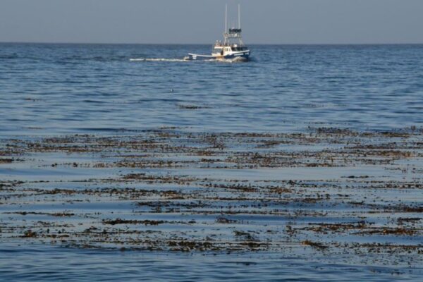Three Killed in Monterey Plane Crash off California Coast 1 Monterey Plane Crash