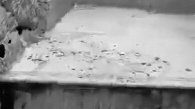 بالفيديو: توتر في مخيم شاتيلا بعد مقتل فتاة خارج المخيم 8 بالفيديو: توتر في مخيم شاتيلا بعد مقتل فتاة خارج المخيم