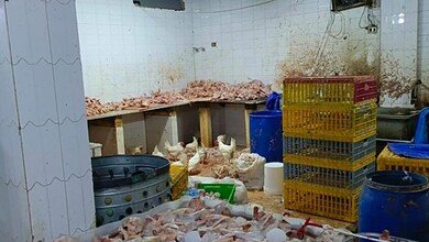 بالصور والفيديو.. ضبط الشحوم الفاسدة في بعلبك: الجمارك توقف عمليات تهريب خطيرة تهدّد صحة اللبنانيين