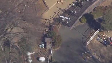 Video: Wolf Escapes Enclosure at Tokyo’s Tama Zoo; Visitors Told to Take Shelter