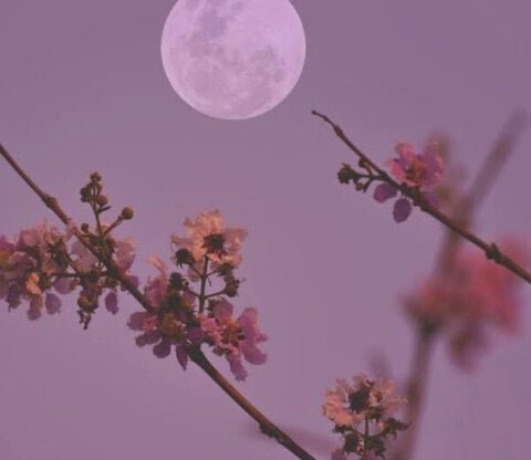 Mai 2026 : la Lune des Fleurs le 1er mai, puis une rare « micro-lune bleue » en fin de mois