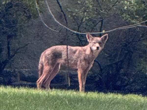 Rabid Coyote Killed in Cheltenham Township, Pennsylvania