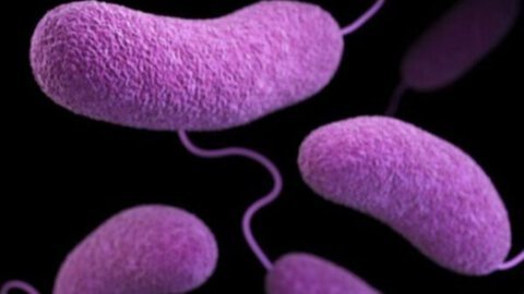 Five Dead From Flesh-Eating Bacteria in Louisiana as Health Officials Warn of Rise in Severe Cases