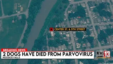 2 dogs die from parvovirus outbreak in Hoosick Falls, New York 6 2 dogs die