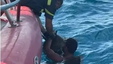 الدفاع المدني يحرر: الدفاع المدني يحرر سلحفاة بحرية من شباك صيد في البترون