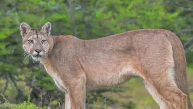 Alerta en Fernández Oro: vieron un puma cerca de la Ruta 65 y hallaron 15 chivos muertos en un corral