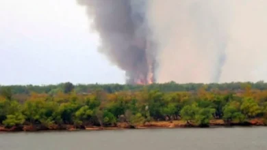 Alertan por el impacto ambiental de los incendios en las islas del Delta que arrasaron con más de 1.700 hectáreas 4 Alertan por el impacto ambiental de los incendios en las islas del Delta que arrasaron con más de 1.700 hectáreas