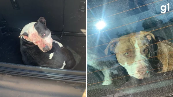 Após ataque de três pit bulls que deixou um homem morto em praia do RS