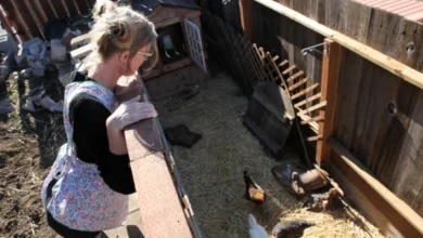 Backyard Poultry Salmonella