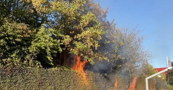 Brand in Gebüsch am Schulzentrum Eppingen schnell gelöscht