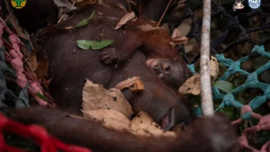 Bukan hanya manusia, ini dampak asap kebakaran hutan bagi orangutan 7 Bukan hanya manusia, ini dampak asap kebakaran hutan bagi orangutan