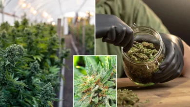 California marijuana pulled