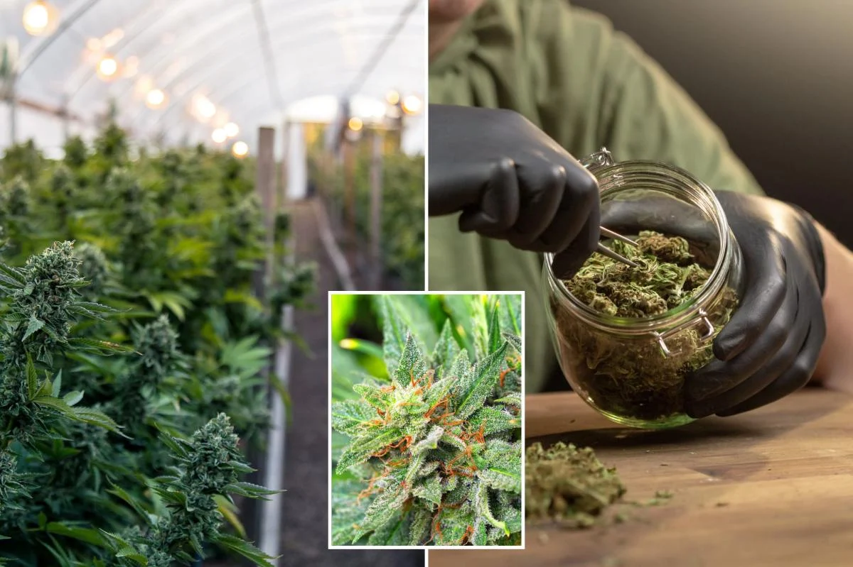 California marijuana pulled