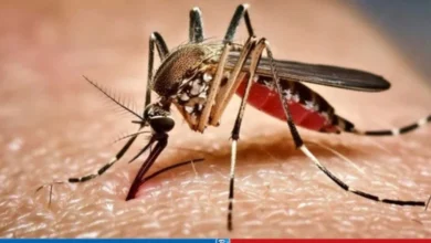 Dengue Hospitalizations Exceed