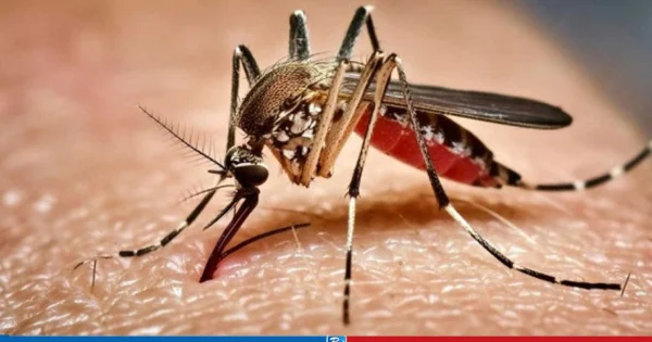 Dengue Hospitalizations Exceed
