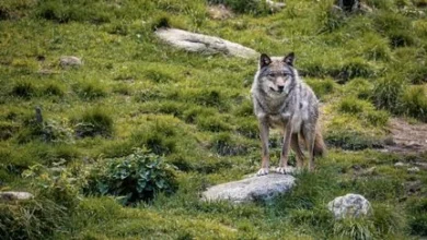 Des associations mettent en doute l'attaque "probablement" par un loup de 64 brebis