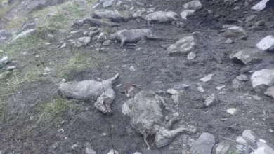 मल्ला जौहर में भूस्खलन और ठंड से 80 भेड़-बकरियों की मौत, पशुपालक फंसे, मदद की गुहार