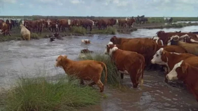 En alerta por El Niño, productores de Entre Ríos ya trasladan sus animales a campos más altos