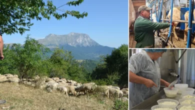 "Eravamo rimasti in 12 dopo la scossa di terremoto. Ci avevano offerto di andare a valle, con una stalla e pascoli per gli animali. Ma abbiamo rifiutato: voleva dire lasciare tutto questo. Che ne sarebbe stato?" 5 "Eravamo rimasti in 12 dopo la scossa di terremoto. Ci avevano offerto di andare a valle, con una stalla e pascoli