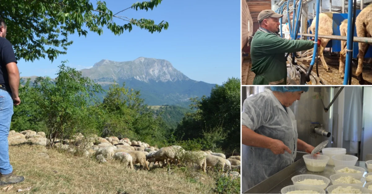 "Eravamo rimasti in 12 dopo la scossa di terremoto. Ci avevano offerto di andare a valle, con una stalla e pascoli per gli animali. Ma abbiamo rifiutato: voleva dire lasciare tutto questo. Che ne sarebbe stato?"