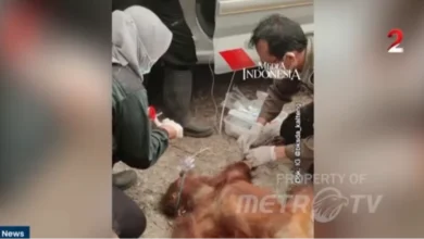 Evakuasi Dramatis Orang Utan Novita yang Terjebak Karhutla di Palangka Raya