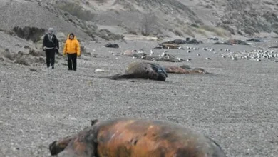 Hunderte tote Wal-Kälber an Argentiniens Küste entdeckt