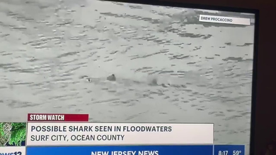 Video: Possible Shark Spotted in Surf City, New Jersey, Floodwaters