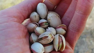 La explosión productiva del pistacho: un cultivo con muchas oportunidades, pero también amenazas 4 La explosión productiva del pistacho: un cultivo con muchas oportunidades, pero también amenazas