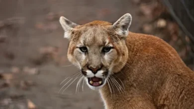 Lion Wanders Through