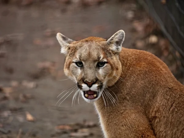 Lion Wanders Through San Francisco, California