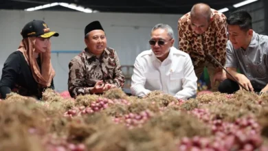 Menko Pangan: Ekspor ke Thailand perluas pasar bawang merah Brebes