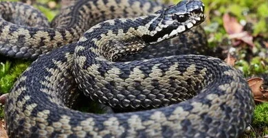 Napoli: bambino di cinque anni morso da una vipera: è ricoverato al Santobono