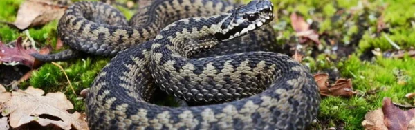 Napoli: bambino di cinque anni morso da una vipera: è ricoverato al Santobono 1 Napoli: bambino di cinque anni morso da una vipera: è ricoverato al Santobono