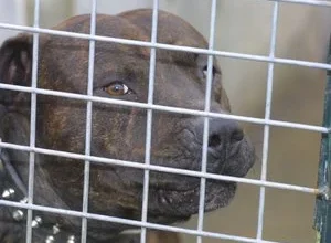"On a tapé les chiens pour qu’ils lâchent le petit" : un garçon attaqué par deux pitbulls en pleine rue, le propriétaire déjà interdit d'avoir des chiens dangereux 4 "On a tapé les chiens pour qu’ils lâchent le petit" : un garçon attaqué par deux pitbulls en pleine rue, le