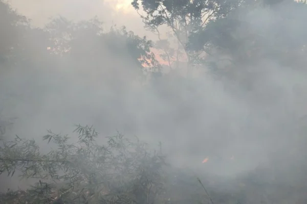 Pakar: 300 ton karbon lepas ke atmosfer per hektare gambut terbakar