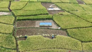 Pemerintah harus pastikan produksi petani dan nelayan terserap