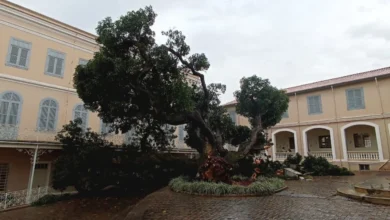 Queda de mangueira de 166 anos modifica paisagem do pátio do Colégio do Patrocínio em Itu 3 Queda de mangueira de 166 anos modifica paisagem do pátio do Colégio do Patrocínio em Itu
