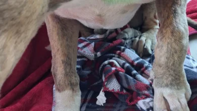 Rescue group seeking answers after 7 puppies shot, 2 killed